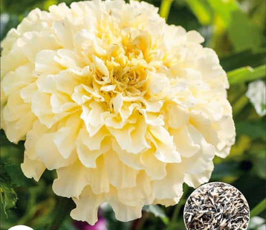 100PCS Double Marigold Seeds Moonlight Marigold Flower Bloom Beneficial Bees Seeds Heirloom
