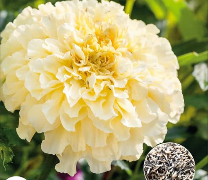 100PCS Double Marigold Seeds Moonlight Marigold Flower Bloom Beneficial Bees Seeds Heirloom