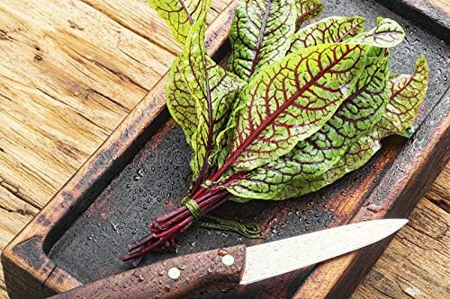 Seeds Herb Sorrel Bloody Dock Red Veined - 100 Seeds