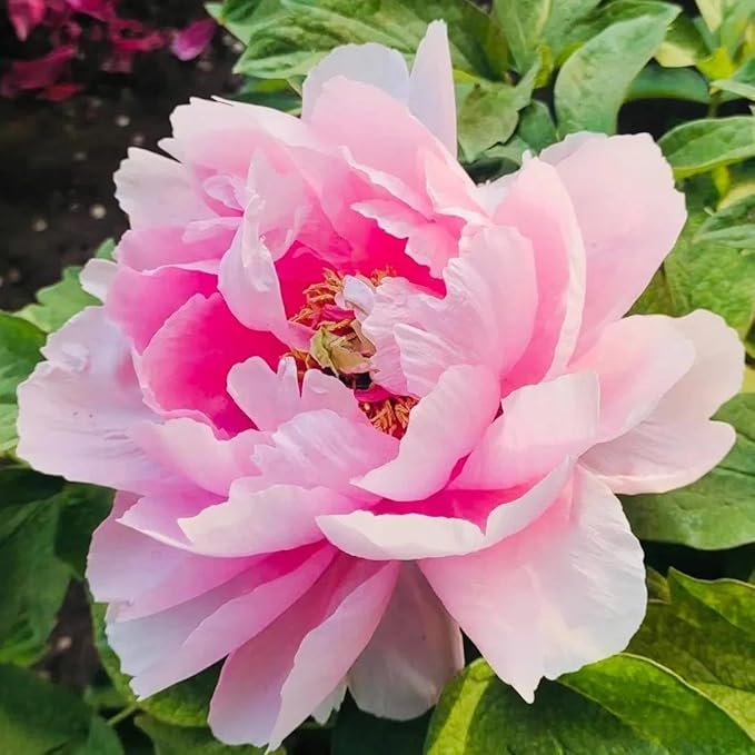 Peony Seeds for Garden Planting, 99 Pieces, Mixed Colors, Perennial Flowers with Ruffled Blooms