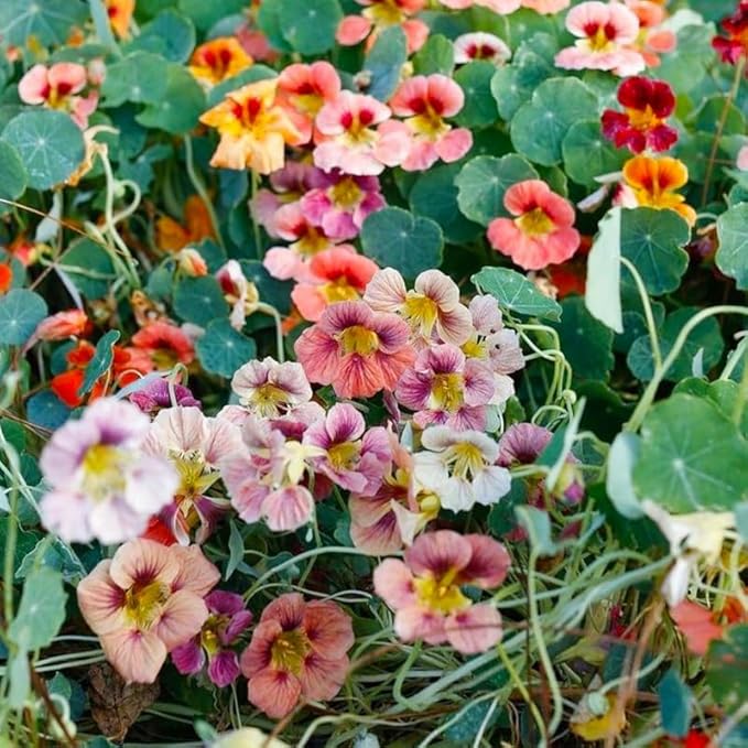 280+ Mix Nasturtium Seeds for Planting-Non-GMO Heirloom Plant Seeds Garden Outdoor