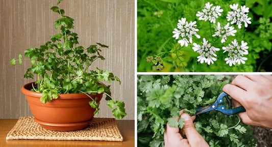 Gardenera Premium Cilantro Plant Potting Mix - Crafted for Vigorous Cilantro Growth and Intense Flavor - 1 Quart