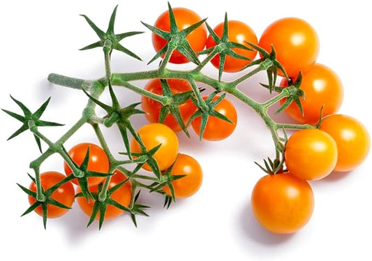 Sunsugar Hybrid Supersweet Cherry Tomato Seeds, 20 Seeds Per Packet, (Isla's Garden Seeds), Non GMO & Heirloom Seeds, Scientific Name: Lycopersicon lycopersicum, Great Home Garden Gift