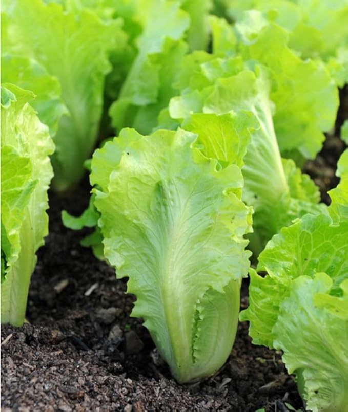 1000PCS Bibb Butterhead Lettuce Seeds Non-GMO Heirloom-Vegetable Lettuce Seeds
