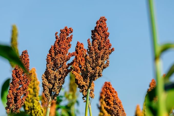 Sweet Sugar Cane Sorghum Seeds for Planting - Heirloom & Open-Pollinated Variety, Non-GMO Vegetable Seeds for Planting in The Home Garden (5,000 Seeds)