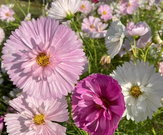 200+ Cupcakes and Saucers Mix Cosmos Seeds Flowers Garden Planting