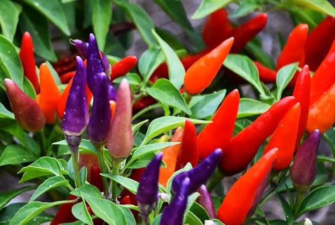 Pepper Masquerad Ornamental Hot Chili Pepper Multicolor 50+ Seeds for Planting Ideal for Pots