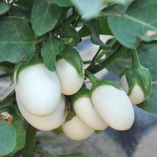 30PCS White Egg Eggplant Seeds Non-GMO High Yield Vegetable Seeds Heirloom