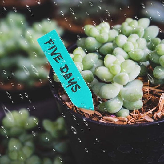 eZAKKA Plant Labels for Seedlings, 500pcs Plant Tags Markers Plastic Garden Markers Labels Tags Sticks for Outdoor Garden Waterproof, Multi-Color 2 Inches
