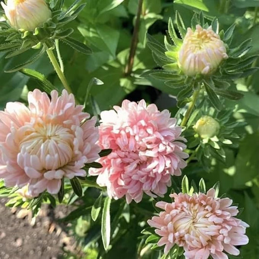 50+ Duchess Peony Aster Seeds Callistephus Tall Flowers Garden Planting