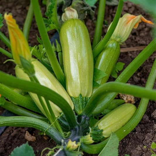 Pack of 50 Zucchini Summer Squash Seeds, Zucchini Seeds for Planting Outdoors
