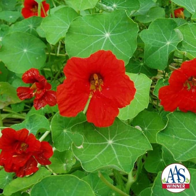 Outsidepride Double Gleam Scarlet Nasturtium Seeds - 200 pcs Annual, Dwarf, Edible, Trailing & Climbing Vine Flower Seeds for Deer Resistant Gardens, Container Plants & Hanging Baskets (AAS Winner)