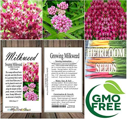 Big Pack - (1,000) Pink Swamp Milkweed Seeds, Asclepias incarnata (Big Pack Swamp Milkweed)