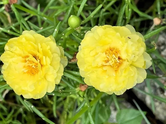 100+ Yellow Moss Rose Seeds Portulaca Grandiflora Succulent Flowers Garden Planting