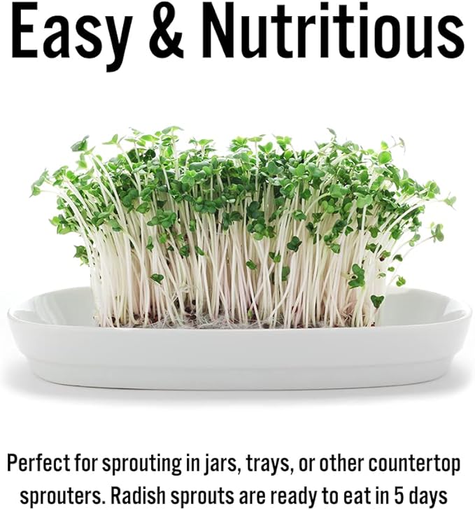 1 lb Radish Sprouting Seeds - Perfect for Sprouting & Microgreens - Healthy, Delicious, and Spicy - USA Grown