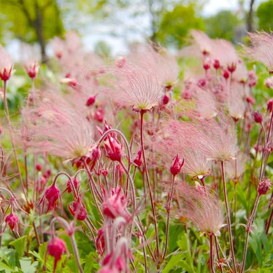 50+ Perennial Prairie Smoke Seeds for Planting - Non-GMO Rare Wildflower Seeds