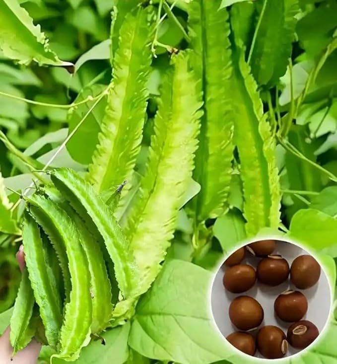 15PCS Winged Bean Seeds Psophocarpus Tetragonolobus Home Garden Seeds Heirloom