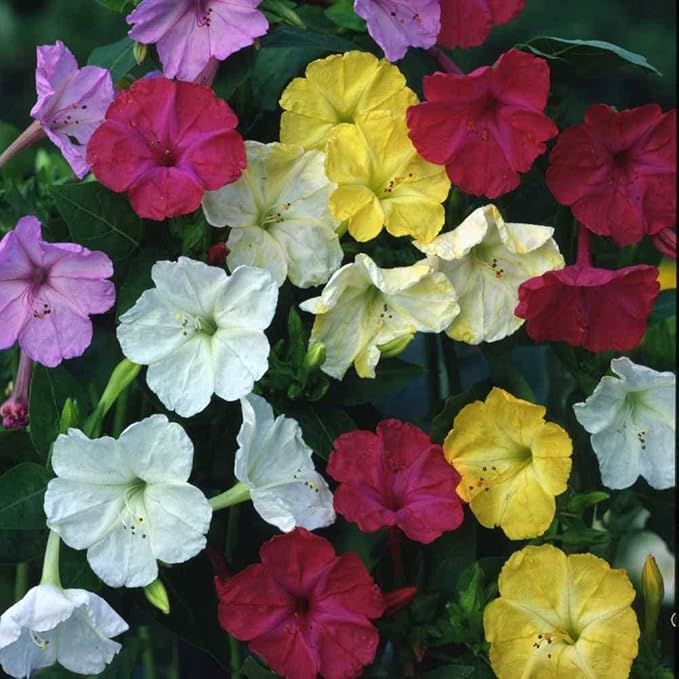 Outsidepride Mixed Four O'clock Flower Seeds - 5 lb Perennial Fragrant, Trumpet-Shaped Blooms, Deer-Proof & Easy to Grow, for Pollinator & Evening Gardens, Containers, Hedges, or Borders