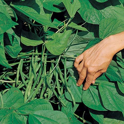 Park Seed Organic Jade Bush Bean Seeds – Stringless 6–7 Inch Pods, Compact and Upright Plants, Extended Harvest Window, Disease Resistant, Easy to Grow Snap Beans – Pack of 100
