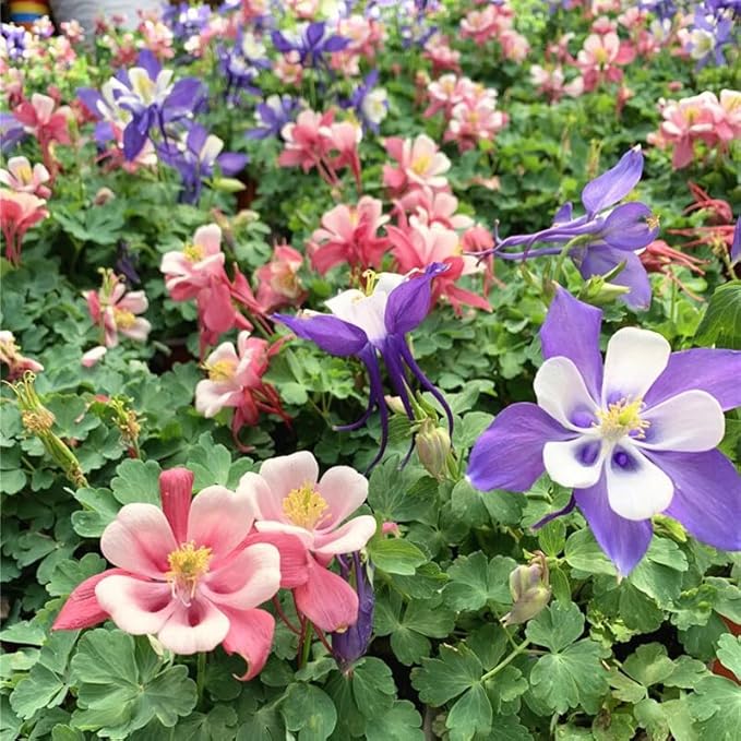 1000 Columbine Seeds (Aquilegia) – Perennial Non-GMO Flower Seeds That Attract Hummingbirds, Bees & Butterflies for Gardens, Borders, Cut Flowers & Pollinator Beds