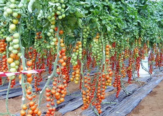 Seeds Vine Tomato Indeterminate Non GMO Heirloom