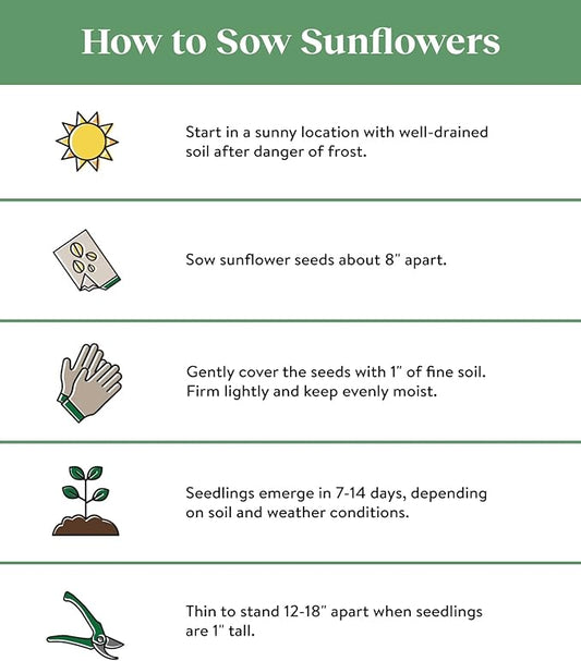 Burpee Sunforest Mix Sunflower Seeds 100 seeds