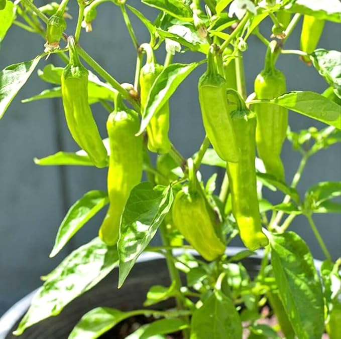 100PCS Pepperoncini Pepper Seeds Golden Greek Vegetable Capsicum Seeds Heirloom