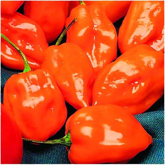 Park Seed Variety of Hot Chili Pepper Plant Seeds, Easy to Grow, Perfect for Spring Garden, Habanero Chili, Pack of 25