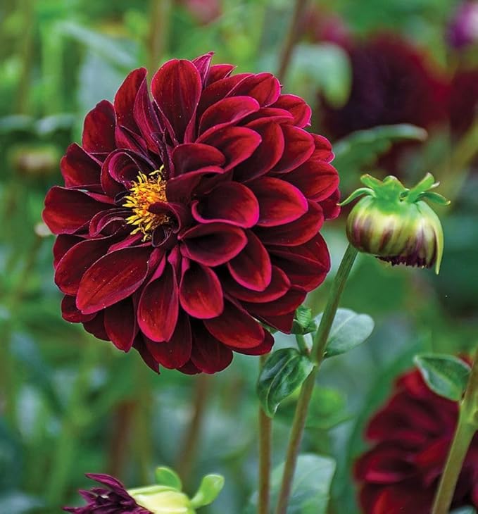 100+ Perennial Mixed Mini Dahlia Pompon Flower Seeds for Planting Ourdoor Beautiful Heirloom