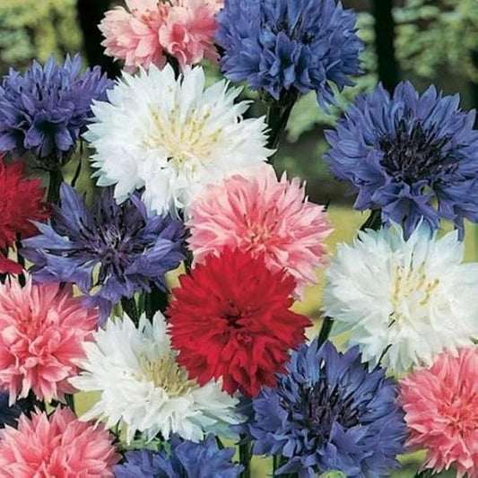 TomorrowSeeds - Cotton Candy Mix Tall Bachelor Button Seeds - 1000+ Count - for 2026 Planting Centaurea Multicolor Heirloom Tall Cornflower Flower Bouquet Edible Boutonniere Basket Corn Grow Your Own