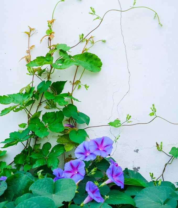200+ Morning Glory Seeds for Planting, Mixed Color Ipomoea Nil Seeds Heirloom Vine, High Germination Rate Open Pollinated Seed