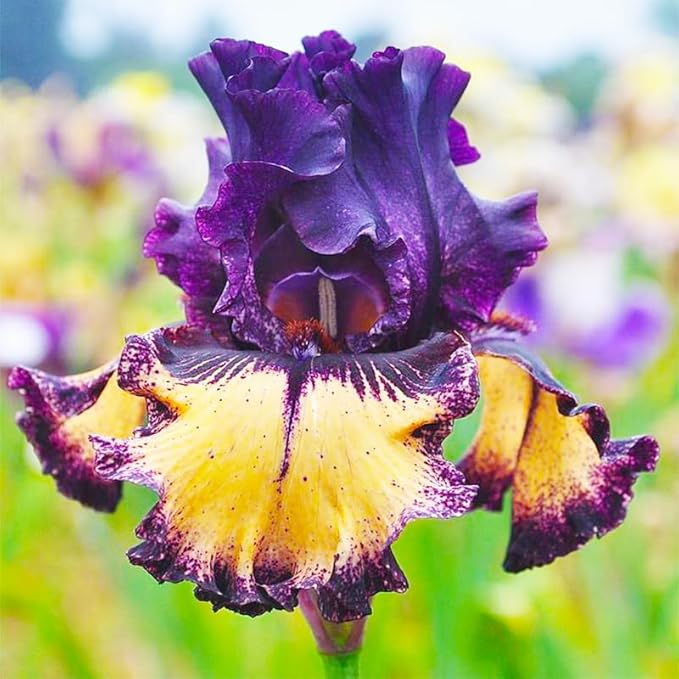 200+ Mixed Color Rare Heirloom Iris Seeds for Planting - Stunning Colors for Your Garden