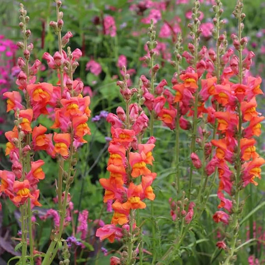 200+ Snapdragons Orange Seeds Flowers Garden Planting