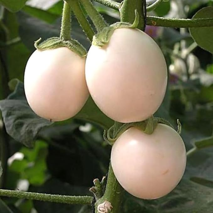 30PCS White Egg Eggplant Seeds Non-GMO High Yield Vegetable Seeds Heirloom
