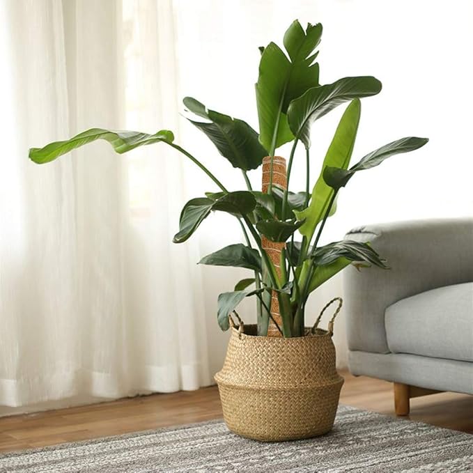 Joyhalo 26.4 Inch Moss Pole Monstera Plant Support, 2 Pcs 15.7 Inch Moss Pole for Plants Monstera, Plant Stakes for Indoor Plants with Jute Rope and Name Label