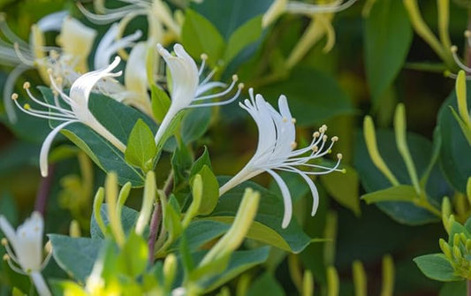 200 Honeysuckle Seeds - Non-GMO Heirloom, Fragrant Climbing Perennial Vine, Pollinator Friendly for Indoor & Outdoor Garden Planting