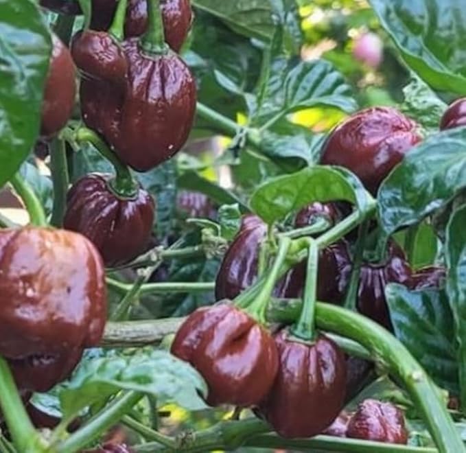 25pcs Chocolate Habanero Pepper Seeds Heirloom Spicy Caribbean Pepper Non-GMO Seeds