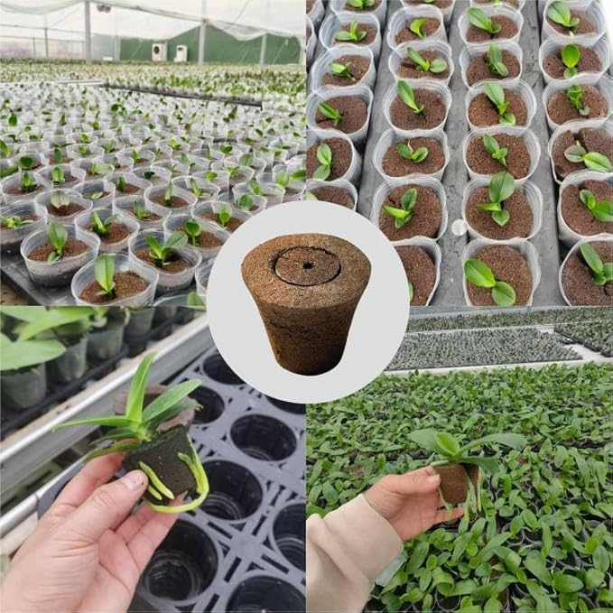 Coconut Coir Sponges for Moth Orchids - Natural Plant Growing Media, Epiphytic Plant Aeration, Moisture Control Sponge Pads for Potting Mix Amendment (2-Pack)