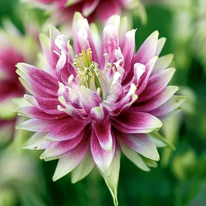 100+ Nora Barlow Columbine Seeds Cold Resistant Double Flowers Garden Planting