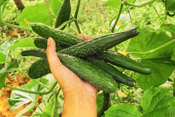 Pack of 50 Zucchini Summer Squash Seeds, Zucchini Seeds for Planting Outdoors