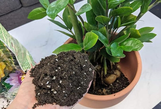 Gardenera Premium ZZ Plant Expert-Grade Soil - Fast-Draining Formula Ensuring Long-Lasting Plant Vitality - 10 QUARTS