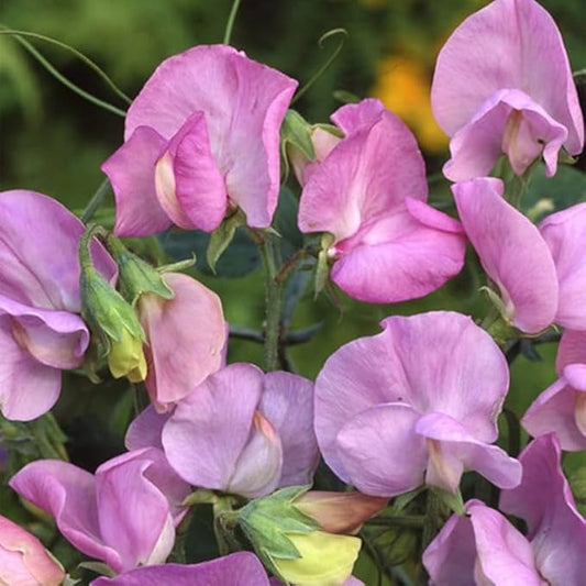 25+ Royal Lavender Pea Flowers Seeds Lathyrus Odoratus Non-GMO Garden Planting