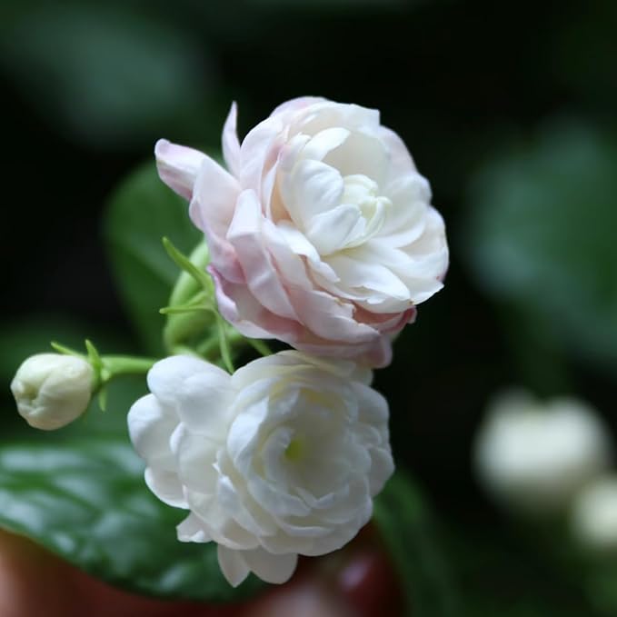 Double Jasmine Flower Seeds for Planting, 100pcs Fragrant Climber Jasmine Perennial Flower Seeds Plants, Non-GMO Heirloom Beauty Climbing Flowers in Home Garden Outdoors