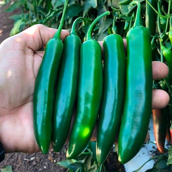 Park Seed Variety of Hot Chili Pepper Plant Seeds, Easy to Grow, Perfect for Spring Garden, Pathfinder Serrano, Pack of 15