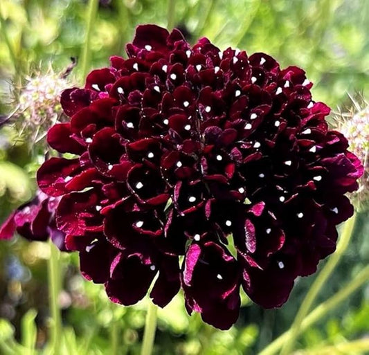 Pincushion or Scabiosa Mixed Seeds - 100 Imperial Mix Seed - Non GMO