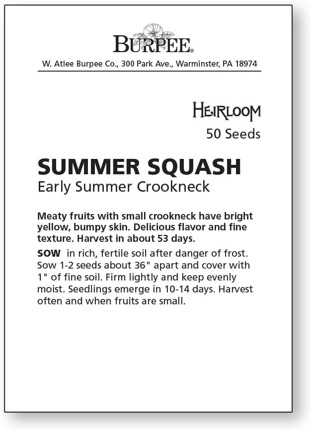 Burpee Early Summer Crookneck (Heirloom) Summer Squash Seeds 50 seeds