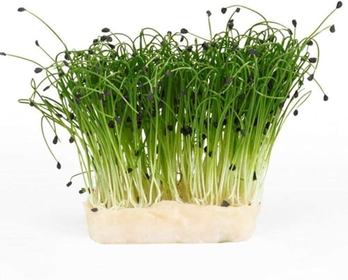 16 oz Garlic Chive Seeds, Non-GMO, Pure Microgreen Seeds- Delicious Herb! Microgreens, Sprouting Seeds, Country Creek LLC. Brand