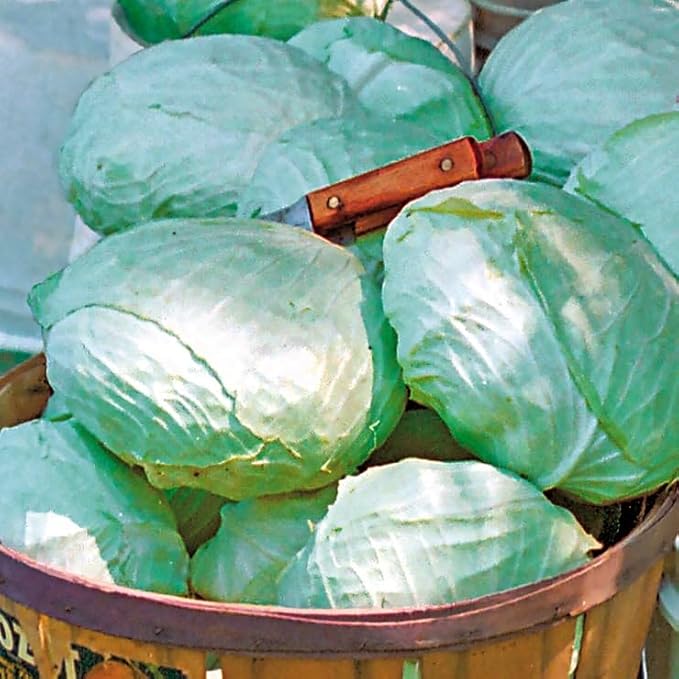 Park Seed Tropic Giant Hybrid Cabbage Seeds - Pack of 1000 Seeds, Giant 15-Pound Heads, Flattish Round Shape, Perfect for State Fairs, Prized Harvests, Cool-Season Crop