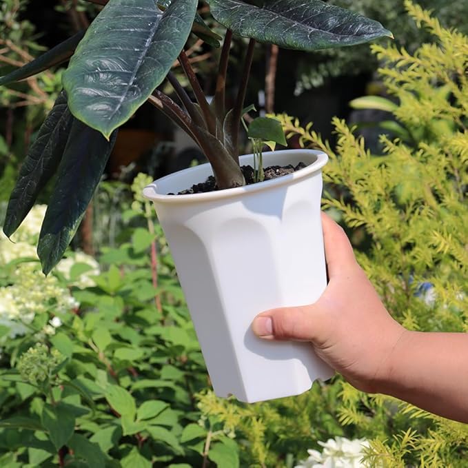 BangQiao 8 Pack 6.10 Inch White Plastic Deep Nursery Pot and Seedling Planter for Succulent, Cutting, Transplanting