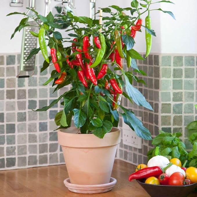 Park Seed Variety of Hot Chili Pepper Plant Seeds, Easy to Grow, Perfect for Spring Garden, Kitchen Minis Hot Fajita, Pack of 10